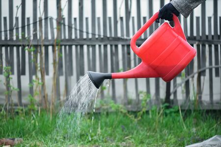 Gardener is watering a garden bed with watering can close up.の写真素材