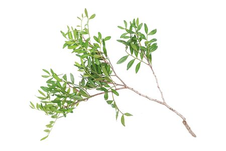 Pistachio tree branch with green leaves isolated on the white background.