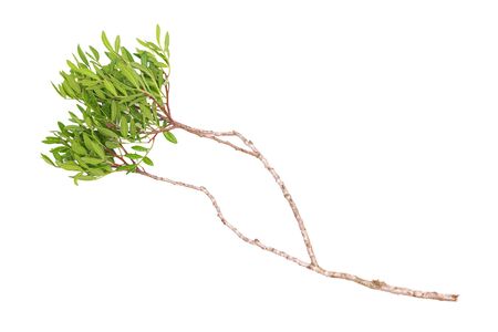 Pistachio tree branch with green leaves isolated on the white background.の写真素材