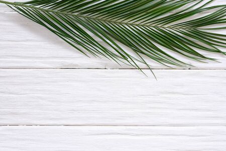 Green leaf of a plant on a white wooden flat lay background with a copy space.