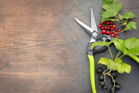 Red currant and black currant berry on the tree branches and garden pruner on the wooden table...