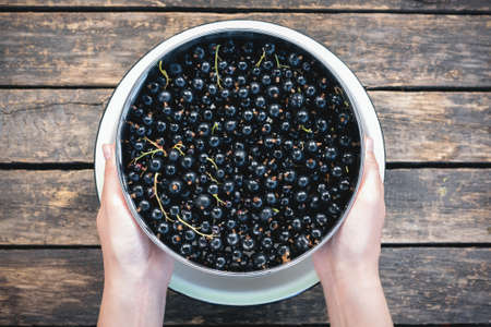 Black currant berry in the bowl on old wooden garden table background.の写真素材