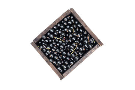 Black currant fruits in a wooden container box isolated on the white background.の写真素材
