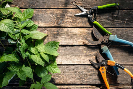 Garden pruners and green leaves of raspberry on the garden table background with copy space.の写真素材