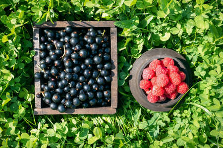 Raspberry and black currant in the container on the garden lawn green background.の写真素材