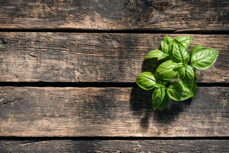 Green basil leaves on an old garden table background.の写真素材