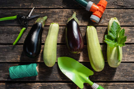 Eggplant and squash and gardening tools on garden table flat lay background.の写真素材