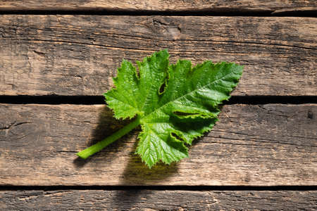 Green zucchini leaf on garden wooden table backgroud.の写真素材