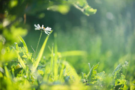 Chamomile flower on the green grass background.の写真素材