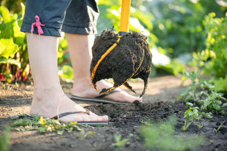 Gardener with a hand cultivator is working in the garden close up.の写真素材