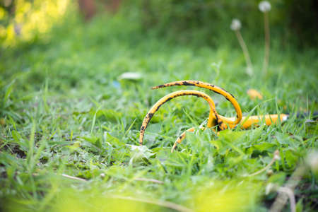 Hand cultivator on a green grass in the garden.