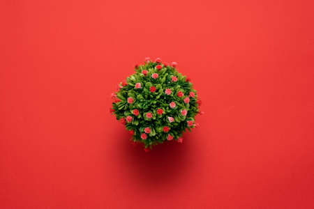 Green plant in a flower pot on the red flat lay background.の写真素材