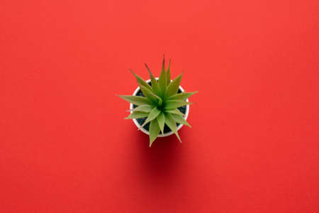 Green plant in a flower pot on the red flat lay background.の写真素材
