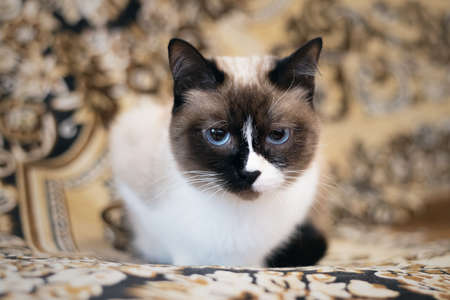 Siamese cat is laying on the sofa close up.の写真素材