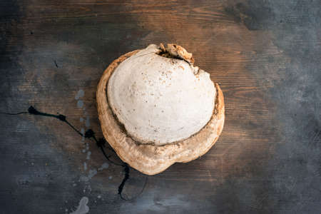 Shelf fungus on the wooden table background.
