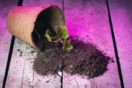 Clover plant leaf in the flower pot in the lights of phyto lamp concept.