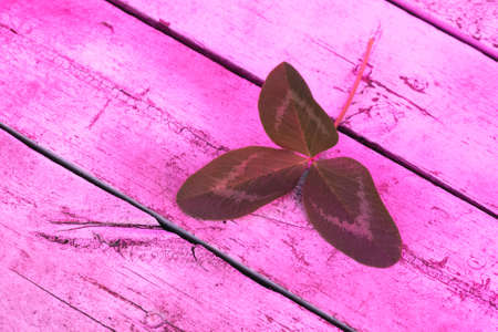 Clover plant leaves in the light of phyto lamp concept.の写真素材