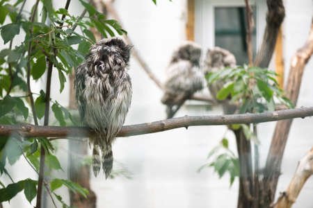 Owls on the tree branches in the zoo park.