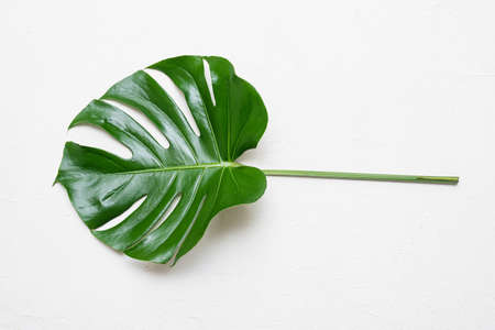 Green monstera leaf isolated on white background.