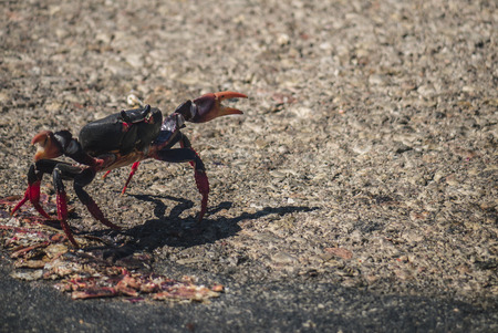 Migration of crabs In Cubaの写真素材