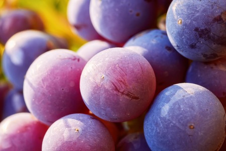 Grapes cluster on vine with copy-space against sunlight,の写真素材