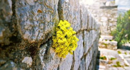 Wildlife on stones of orthodox church Island Gospa od Skrpjela Perast Boka Kotorska Montenegro.の写真素材