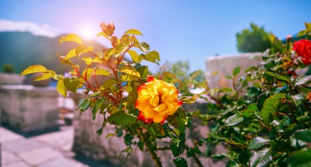 Wildlife on stones of orthodox church Island Gospa od Skrpjela Perast Boka Kotorska Montenegro.の写真素材