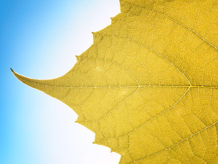 Leaves texture leaf background macro green light closeupの写真素材
