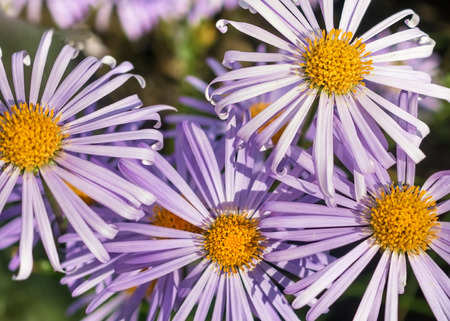 Chamomile flower macro natural backgroundの写真素材