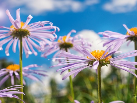 Chamomile under blue sky macro natural background.の写真素材