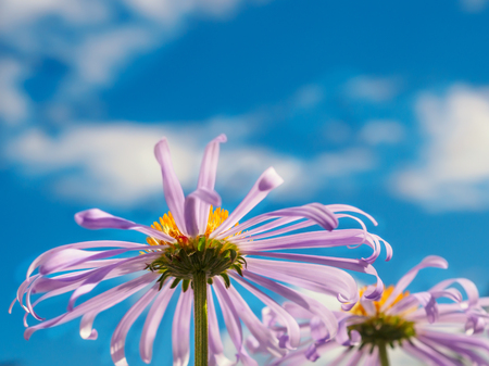 Chamomile under blue sky macro natural background.の写真素材