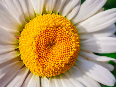 Chamomile flower macro close up top viewの写真素材