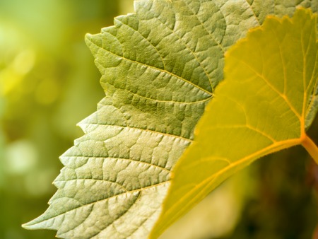 Grape leaves shape of grape vine plant texture tonedの写真素材