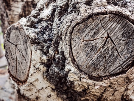 Texture old tree wood, abstract background, cracked wooden, cross section, annual growth ringの写真素材