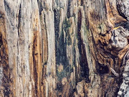 Texture old tree wood, abstract background, cracked wooden, cross section, annual growth ringの写真素材