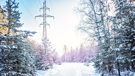 Winter forest frost evening sunset fir tree of pine fir-tree and birch City urban scene vibrant toned picture Shot wide andleの写真素材