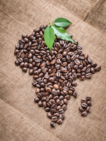 Continent Africa and the Island of Madagascar from fresh roasted Grains of Robusta Arabica Coffee with Green Leaves of coffea tree and background of sacking bagging jute sackの写真素材