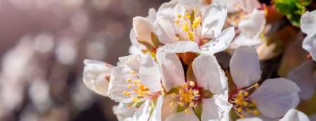 Cherry flowers blossom oriental white against  background  blue sky with sunshine beams  macro shotの写真素材