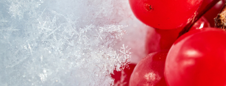 The red berries of a guelder-rose with the first snow. Macroの写真素材