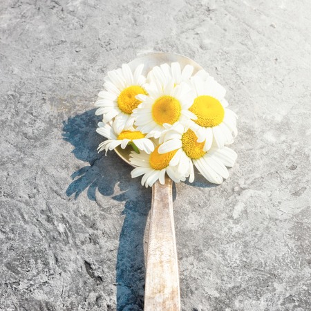 Chamomile daisy blossom flowers herbs in old retro spoonの写真素材
