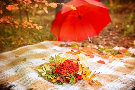 Autumn scene plaid with bunches of rowan berries with leaves bouquet on yellow grass and red umbrellaの写真素材