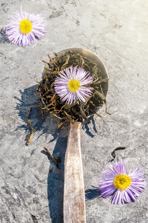 Large Leaves of Black Tea Fermented Herbal and Chamomile daisy blossom flowers herbs in old retro spoon of silver on village table outdoor hard sunlight concept for recipe copy space.の写真素材