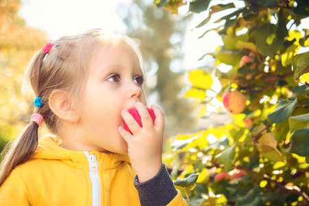 Little girl baby in yellow jumpsuit suit with blond hair gathers and bites off eats seasonal apples Harvesting in autumn gardenの写真素材