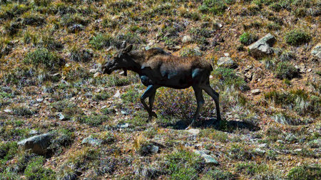 Baby Moose Walking Across Grass-Covered Hillsideの写真素材