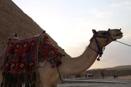 Low angle view of one of the great historical pyramids of Giza, one of the Seven Wonders of the World, Giza - Egyptの写真素材
