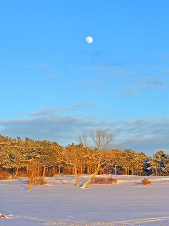 Winter evening with the moon, blue sky and forest at the sunset. Simferopol, Crimea, Ukraine の写真素材