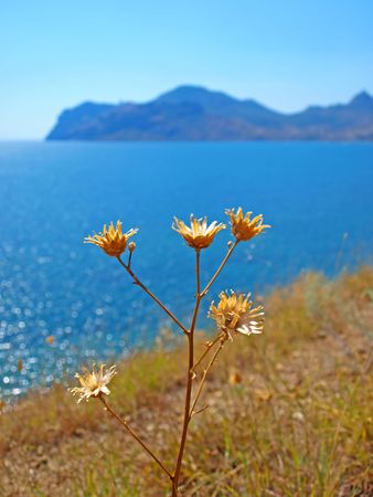 Dry flowers and grass with the mountain and sea in the soft focus の写真素材