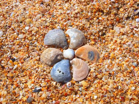 Flower from different sea-shells on the yellow beach の写真素材