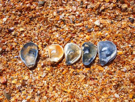 Composition of several sea-shells on the yellow beach. One plus four. Feodosia. Crimea. Ukraineの写真素材