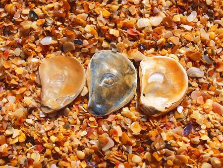 Composition of three sea-shells on the yellow beach. One plus four. Feodosia. Crimea. Ukraineの写真素材